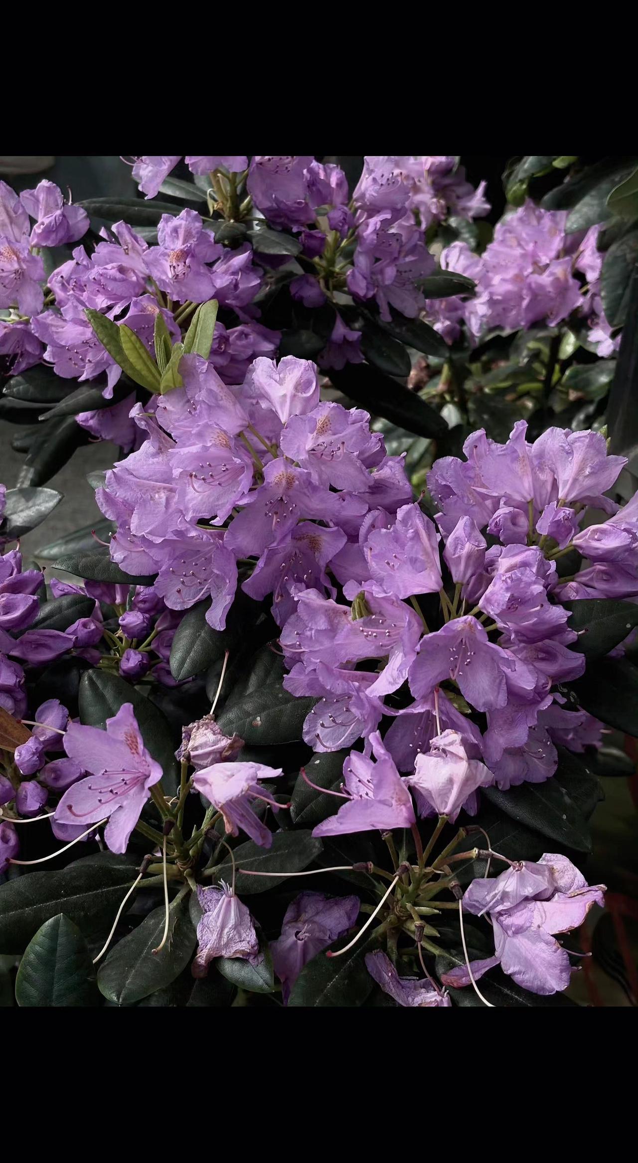 💜 这抹紫是春天打翻的调色盘吧？每一瓣都在呼吸阳光的味道✨ 温柔了岁月，惊艳了