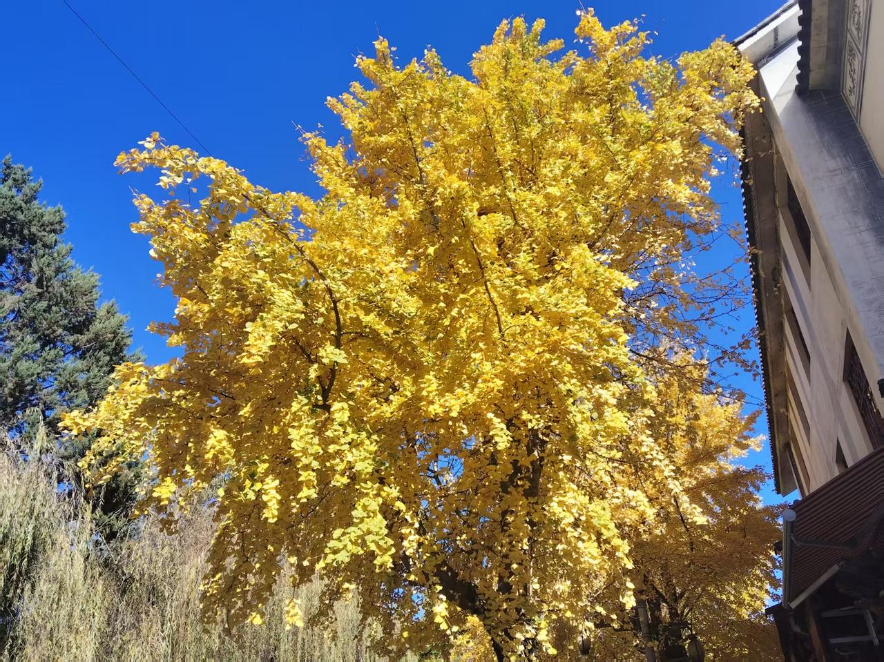 张本智和一家人球打得怎么样不好说，但搞出热度还是有两下子，在中国的网络上热度制造