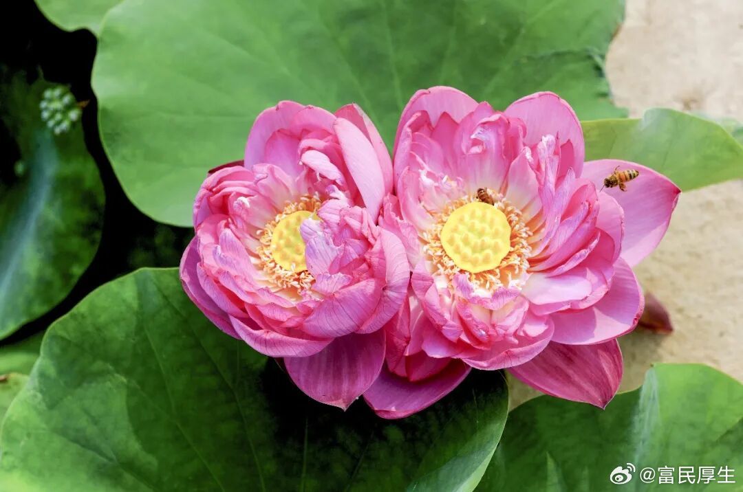 漫谈六月时序入夏，六月是四季最盛大的留白。春的温柔褪去，秋的清肃未至，天地把最饱