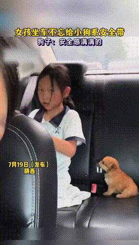 狗狗系了安全带，就不容易狗带，听懂掌声👏有点东西