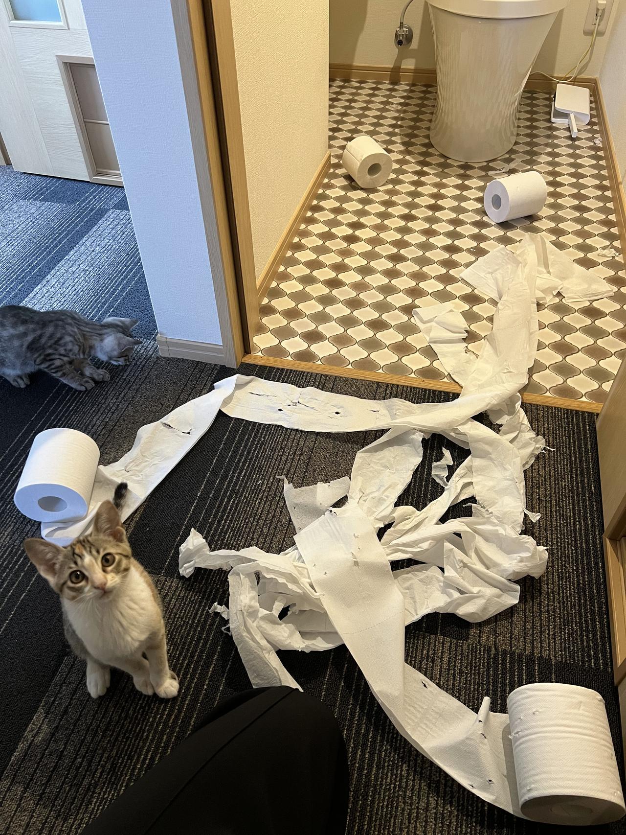 养猫、养狗千万要注意家中的物品，危险的地方要关门，垃圾桶最好收在猫狗碰不到的地方
