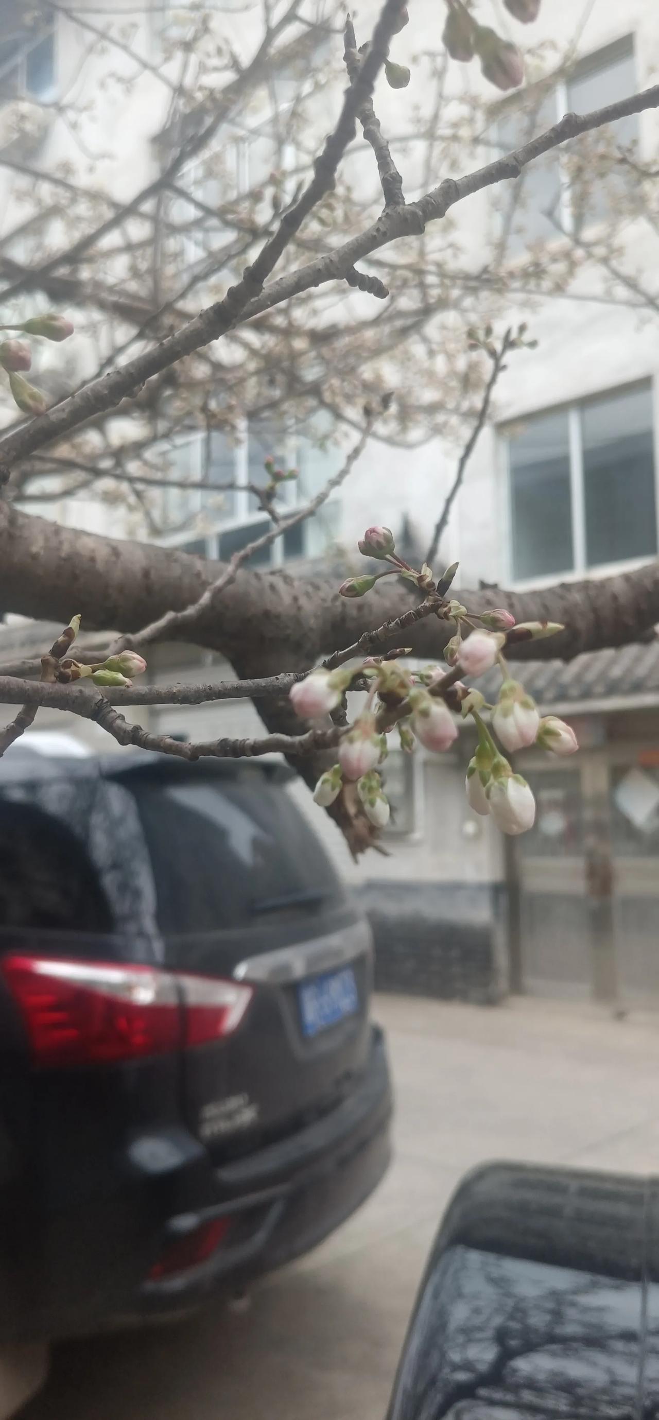 随手拍樱花