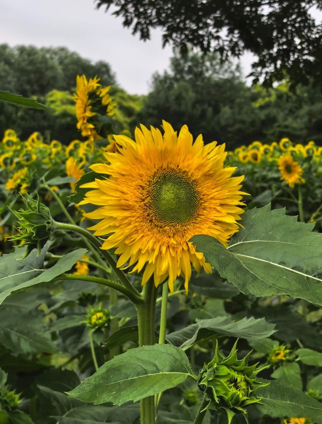 ～365植物心语～ 🌿✨📅 0️⃣6️⃣月2️⃣1️⃣日今日植物：向日葵（太