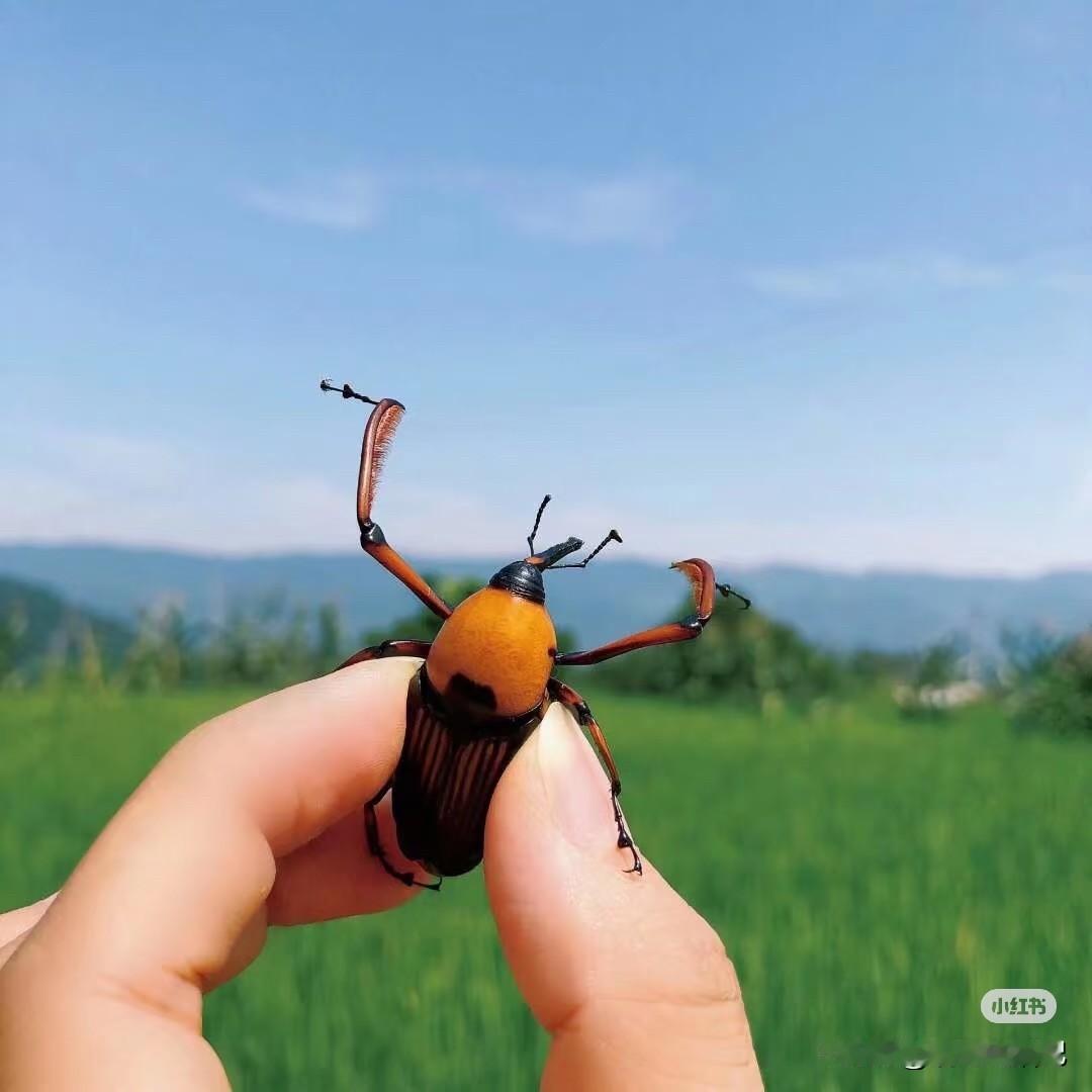 谁能告诉我，这是什么虫啊