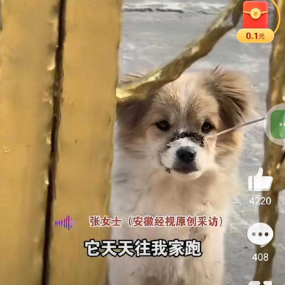 不爱，请别伤害！流浪狗的悲鸣
 
11月19日，江苏一则流浪狗的遭遇让无数人揪心