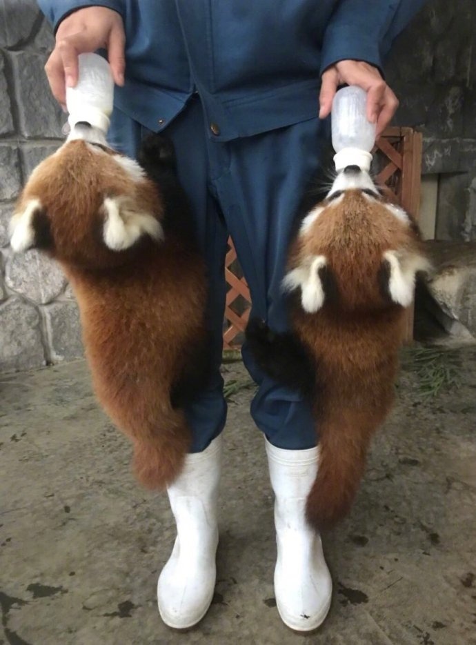 国家一级保护小废物[抱一抱] 