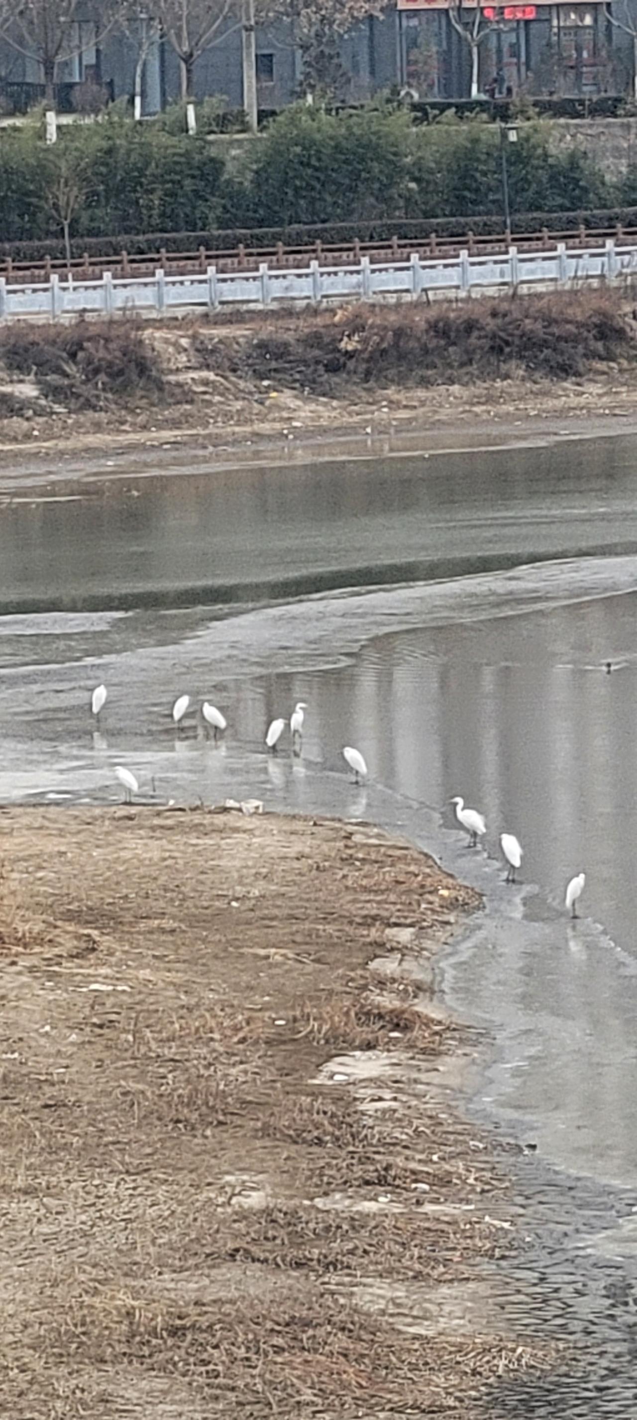 去了一趟湿地公园，这些候鸟随着生态环境越来越好，居然乐不思蜀，推迟了归期。