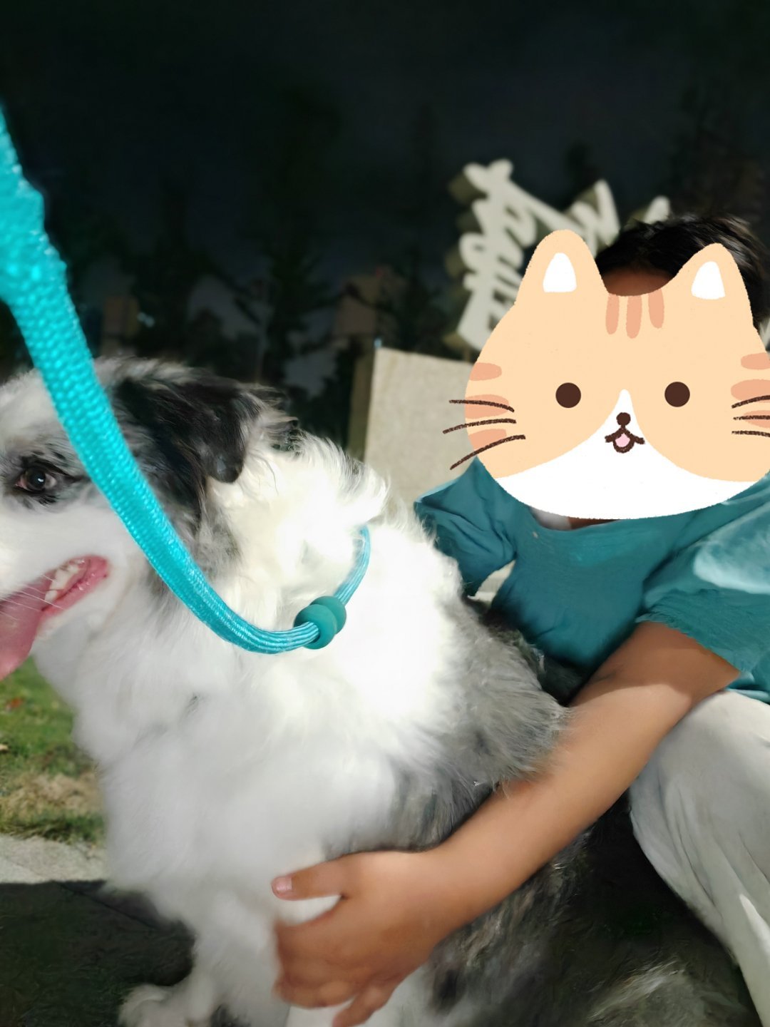 快上车吧[超话] 夏天晚上会见到好多piu亮修勾[哈哈]这只边牧肥嘟嘟粉粉嫩嫩的