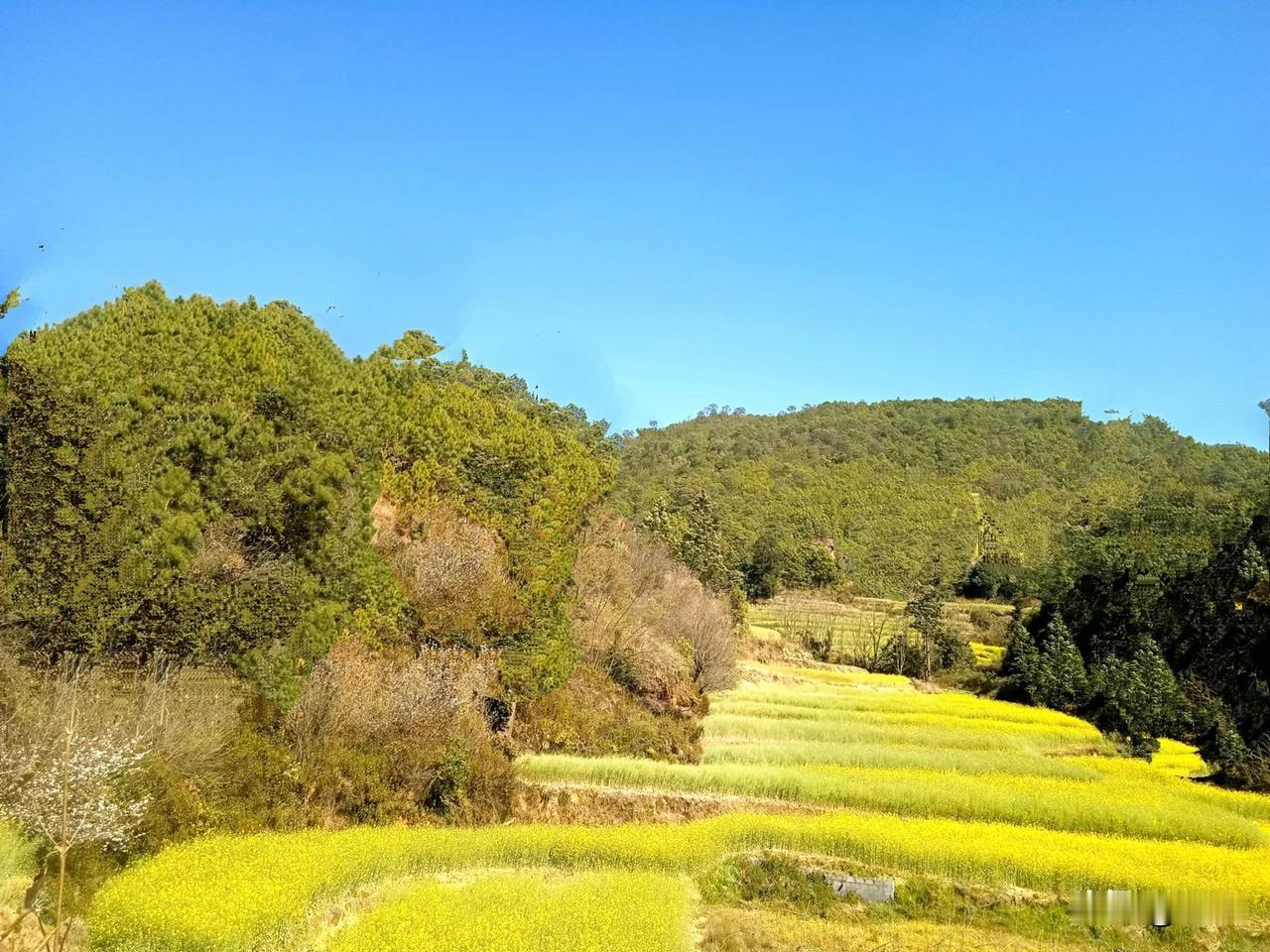 春节期间，在峨山，有了东北客，东北正值寒冷天气，雪影犹在。云南峨山，不冷不热天气
