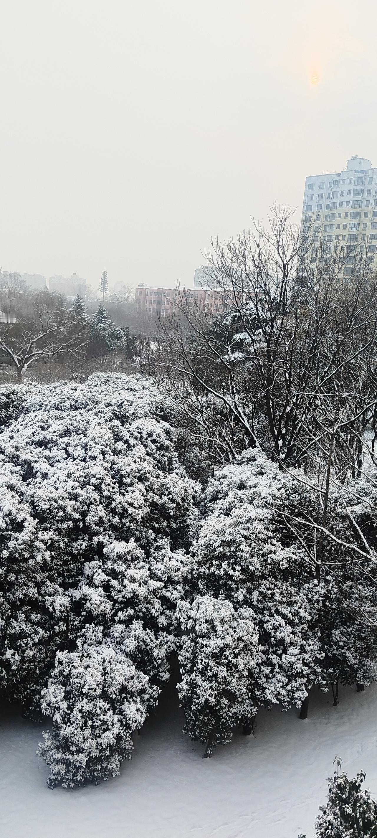 树枝上覆盖着厚厚的白雪，真美啊！