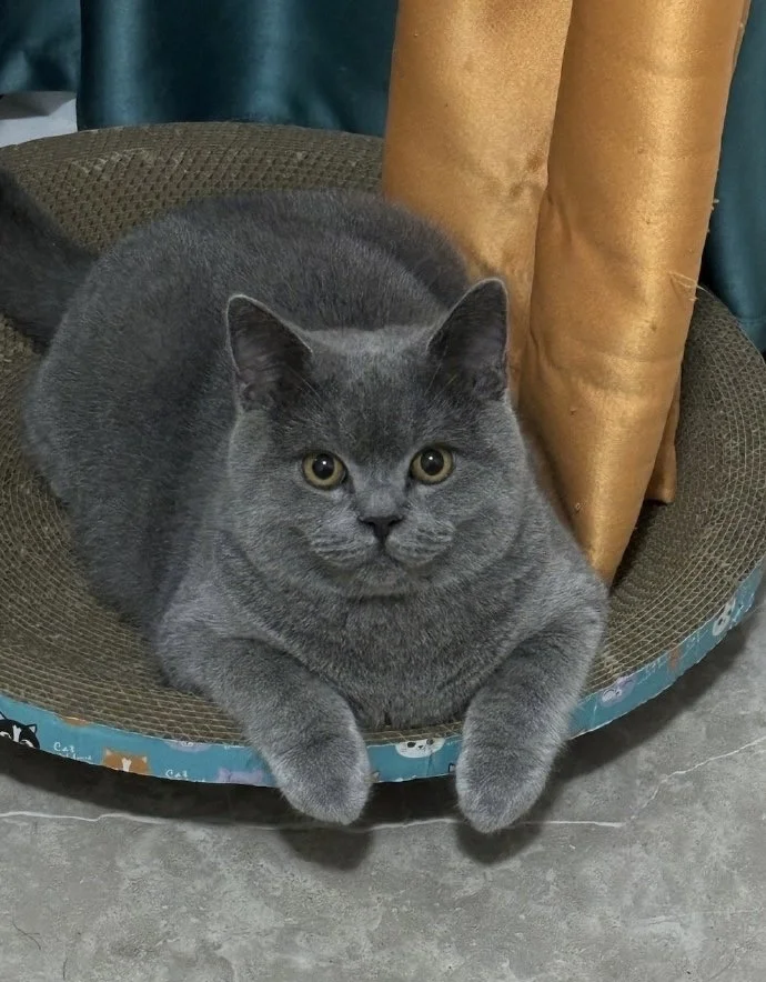 今天有个姑娘跟老吕私信说养的蓝猫死了，养了12年。她请假三天，去宠物殡...