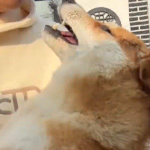 这事儿真的太让人难过了，那个在网上特别火、总是一副“飞机耳”和迷之微笑的柴犬佩奇