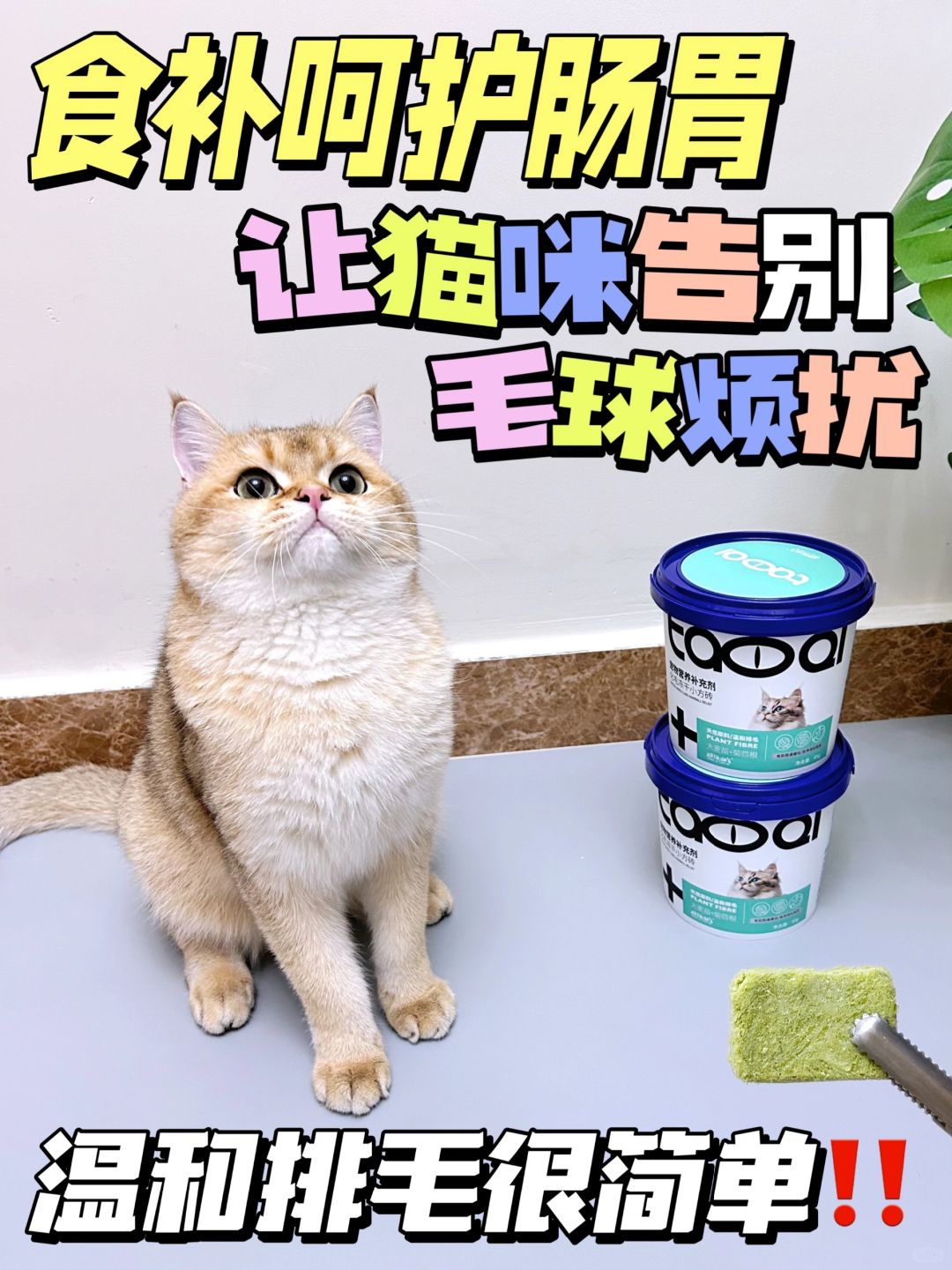 食补呵护猫咪肠胃：超级淘气化毛小方砖