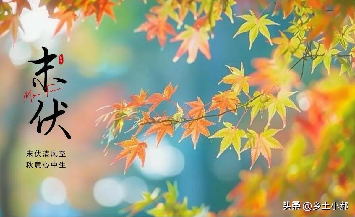 今日末伏，不是迷信，中老年人记住：2宜吃、3别做、4提防，别大意
 
老话讲：立
