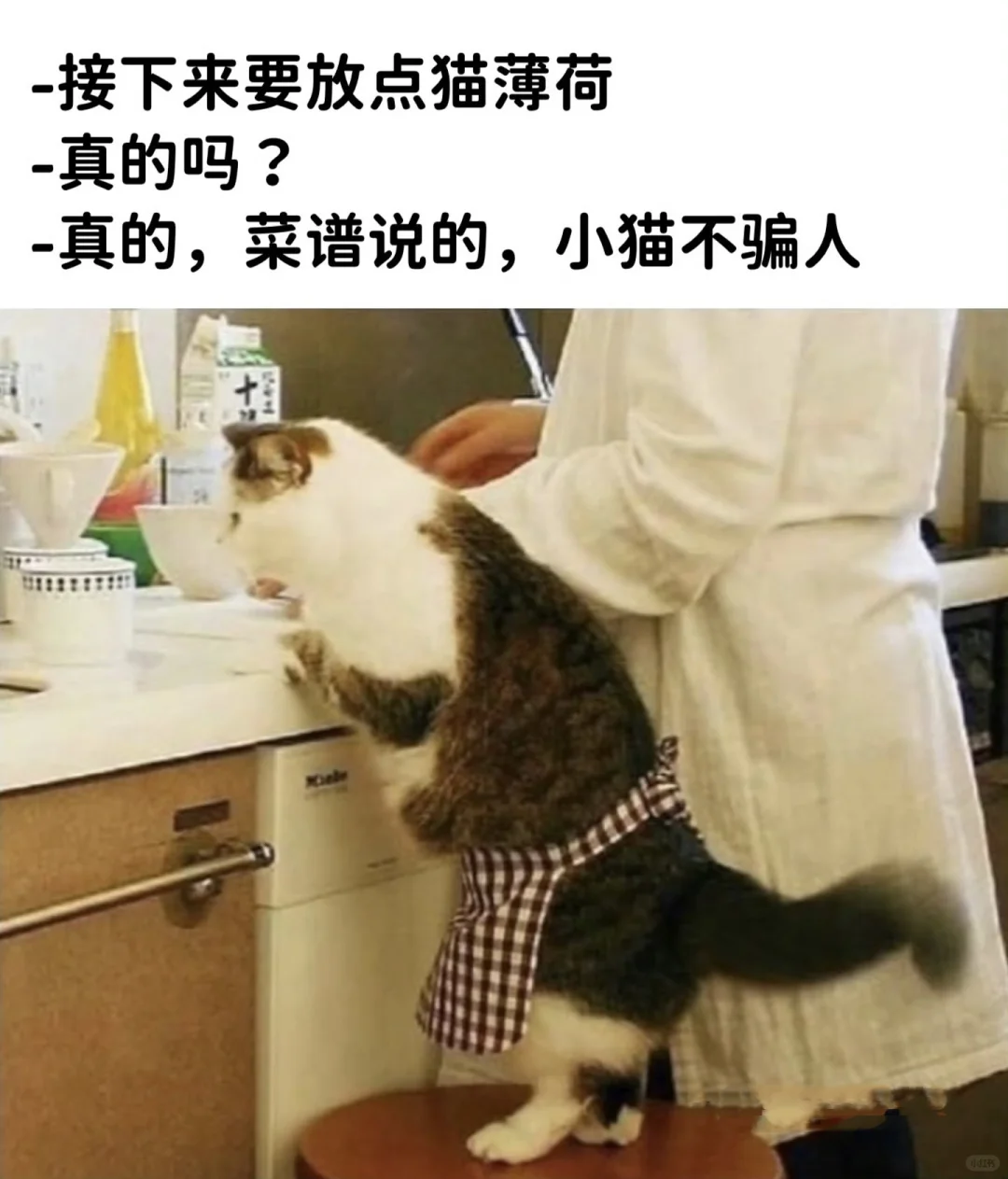 今日份的猫猫梗图