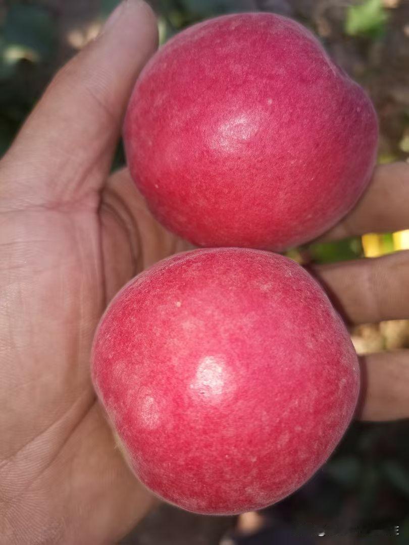 我可以说，我们这是杏的原产地，我们村有金太阳，芒种黄，白串红，黄串红。以这四个品