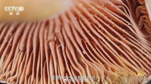 为这口菌子等了寒露又等雨鲜掉眉毛的雁来蕈名字咋来的 为尝这口雁来蕈，我熬过寒露又