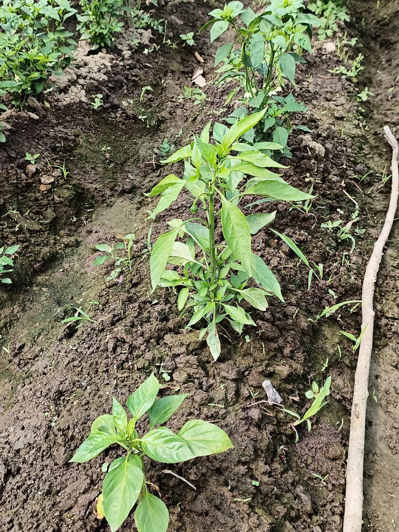 你家有菜园吗