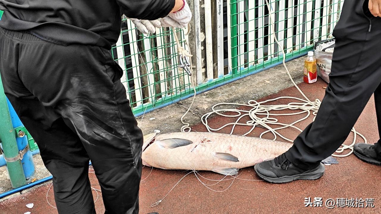 禁渔的前一天，流溪河人和大桥拉起了30来斤的大皖鱼，3个人合力才把鱼应声神帝扯上