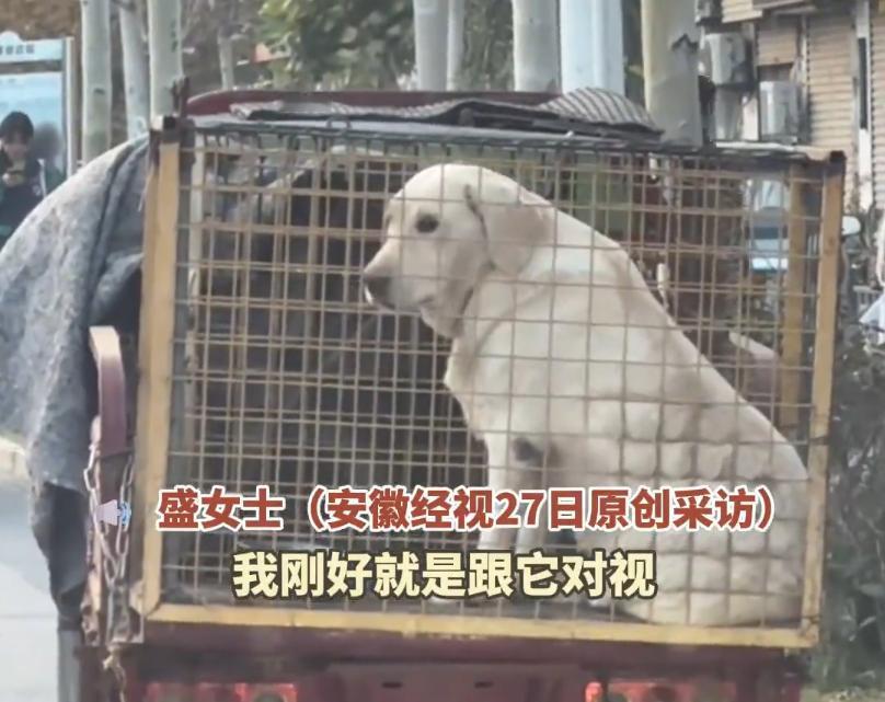 江苏徐州，一女子路过看到狗肉店门口笼子里关着一只拉布拉多犬，跟它对视后于心不忍，