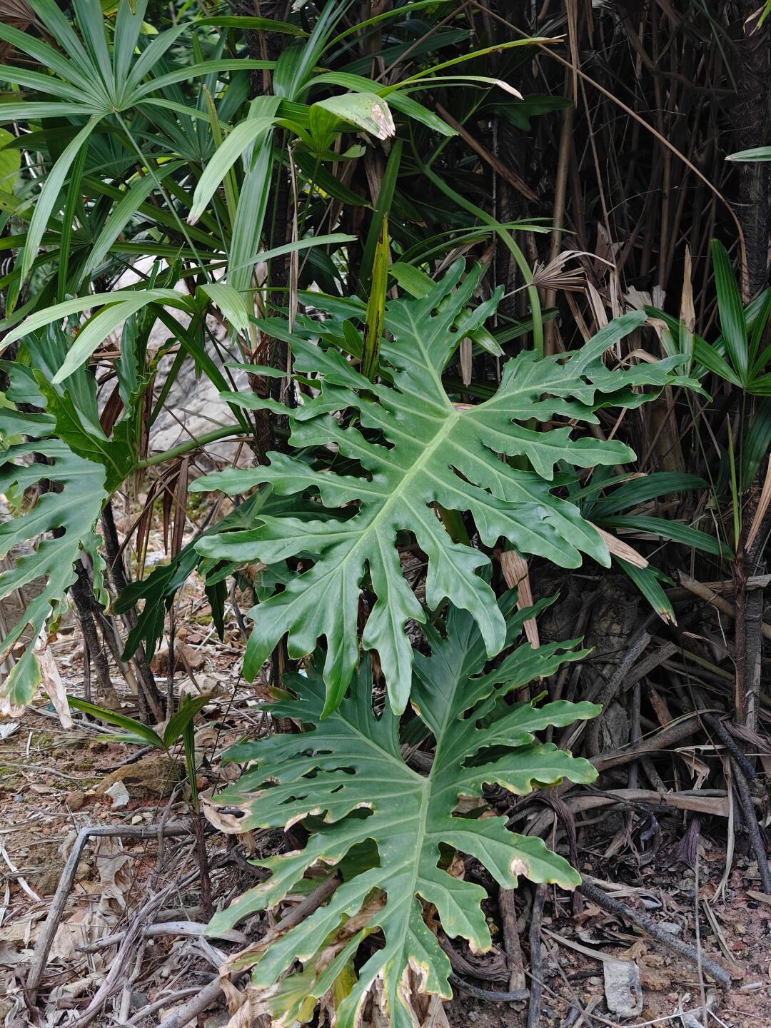 奇妙生物圈植物科普 | 谁还没被这株“热带雨林在我家”的氛围感绿植圈粉？今天必须