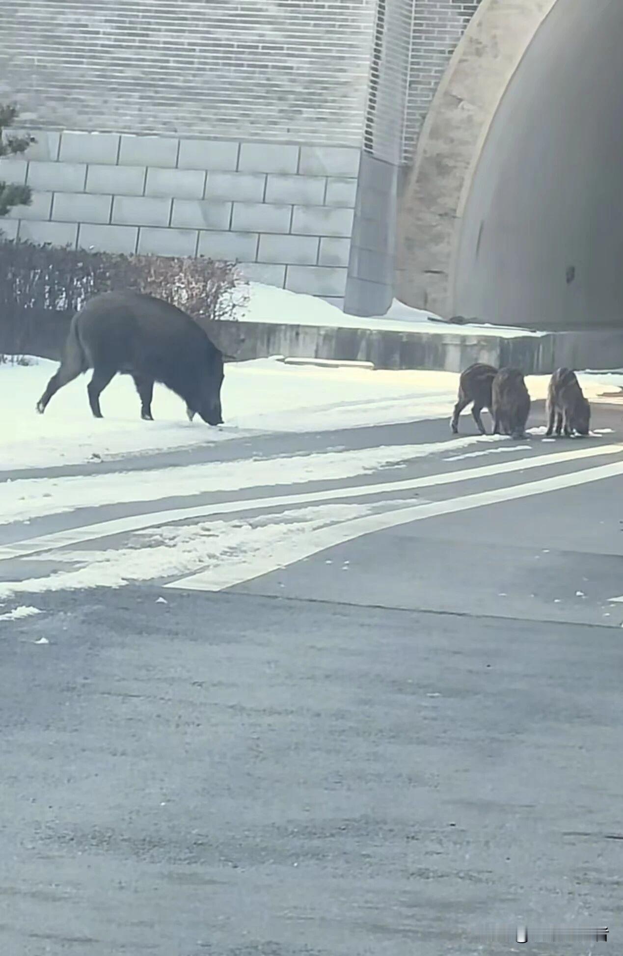 前几天太原大雪后野猪下山觅食不知真假？有知道的吗？反正我在野外几十年没见过野猪，