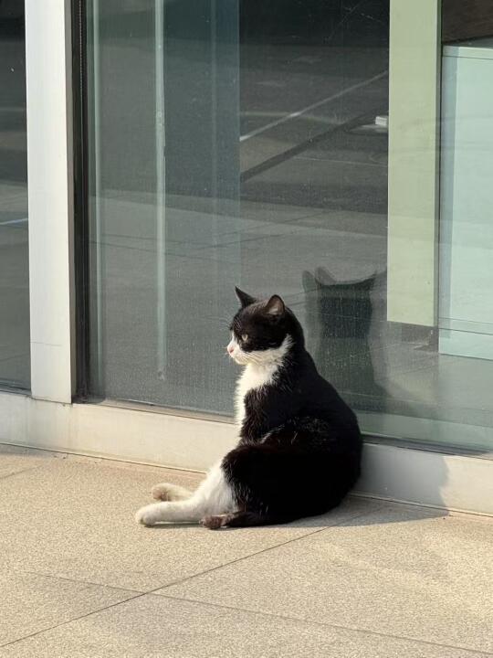 奔驰4S店的猫猫好可爱啊