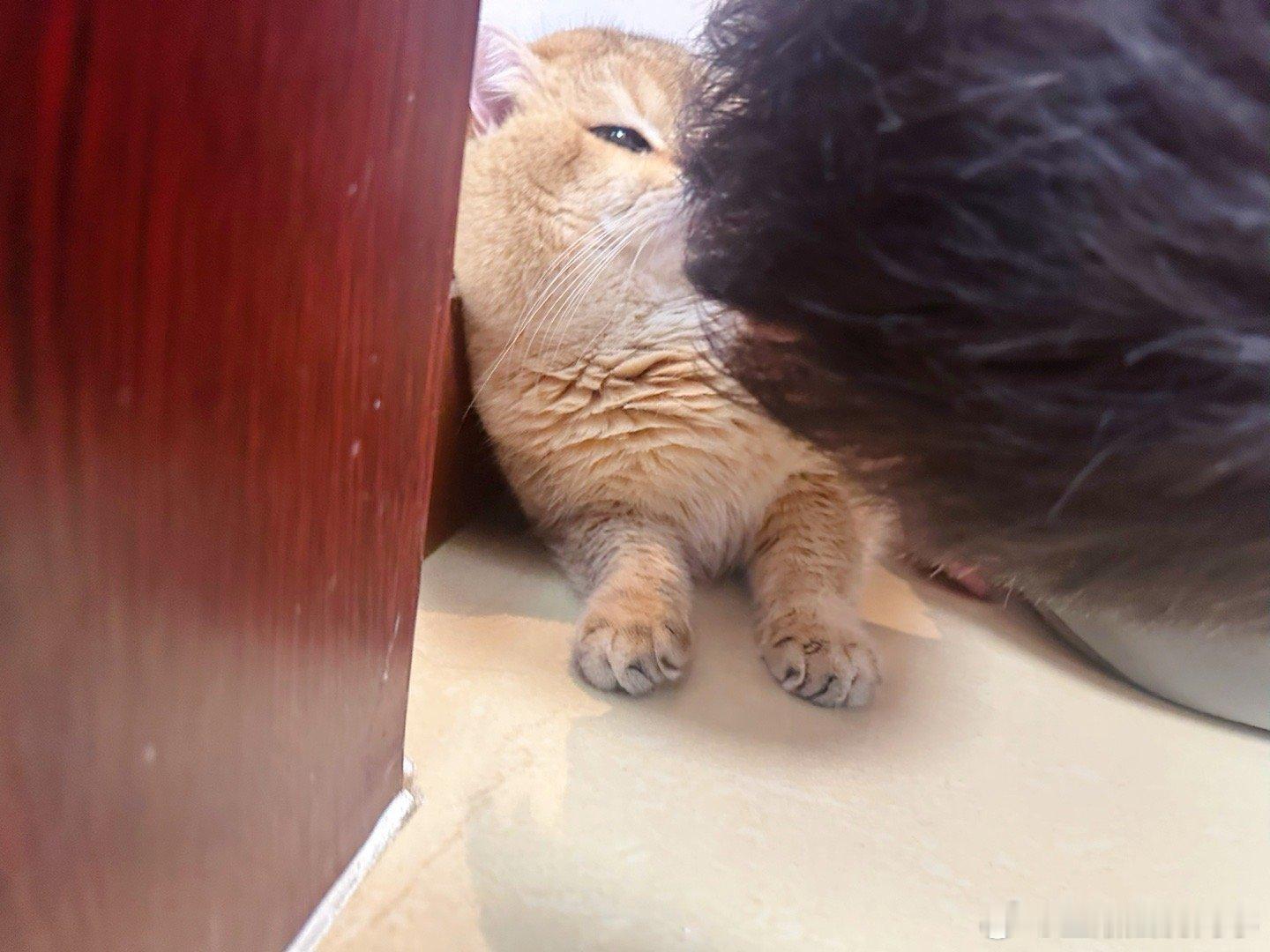 双向奔赴的爱[可怜]#萌宠闹新春##猫咪##猫猫的失落是具象化的# ​​​