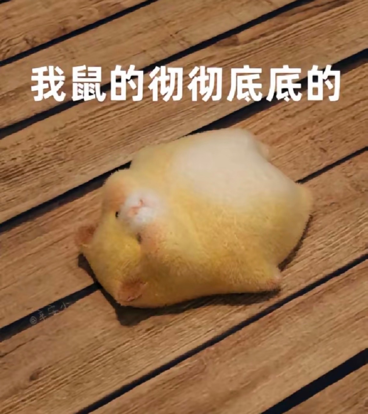 刘诗诗醉梦 lss刘诗诗沈乐水 今晚団键截止9点最高👍🏻1007，最低943