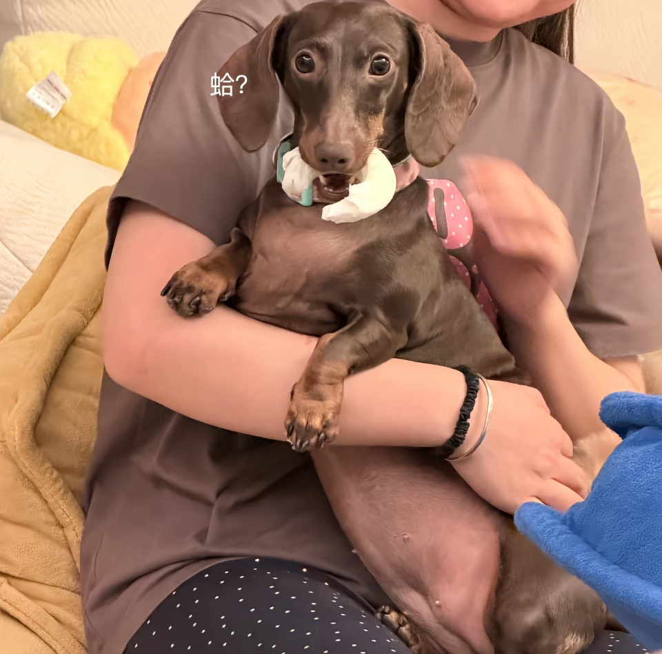 omg  没见过这么会cos煤气罐的🌭赵露思