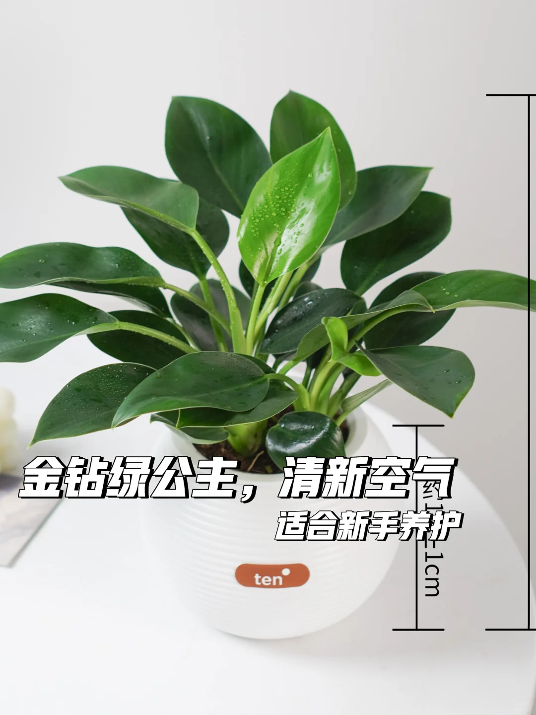 金钻绿公主👸四季清新空气