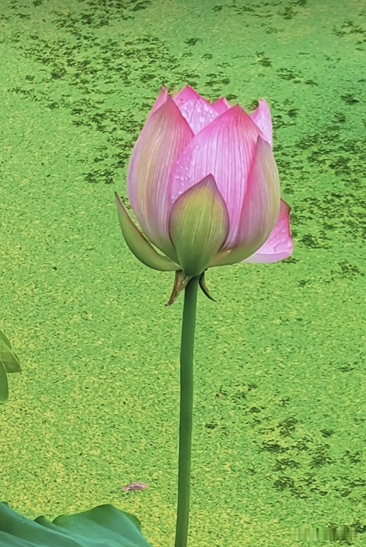 上联：春水春雨春草绿
下联：夏风夏雨夏荷香