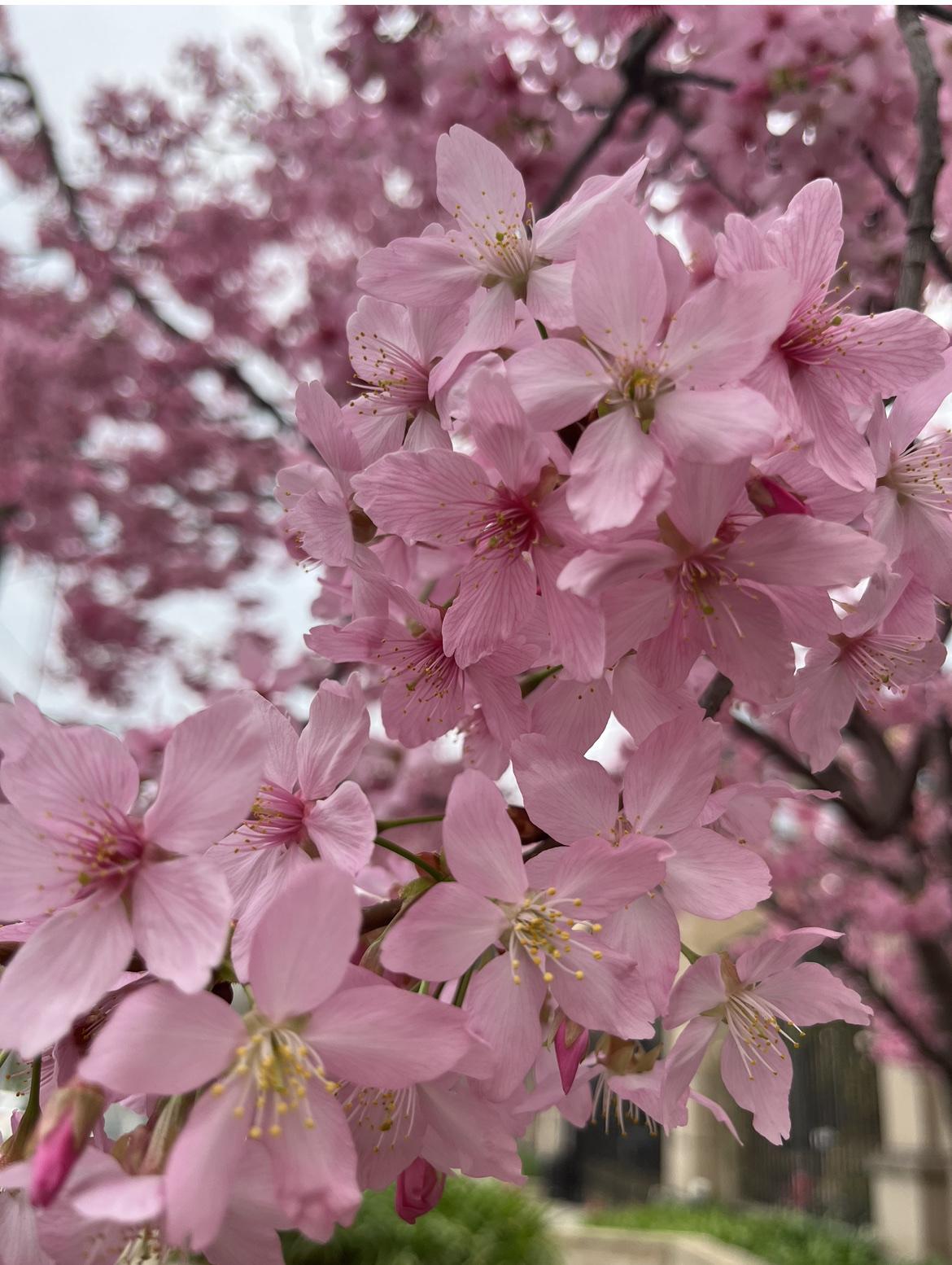 真是惊艳了时光，温柔了岁月，如此绚烂，如此繁盛！

早春，成都的街头美人梅已经落