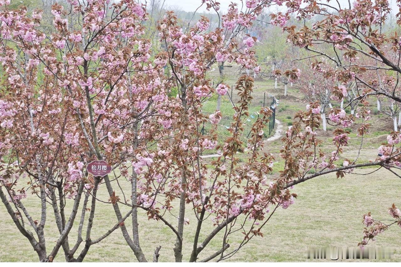 四月，樱花迎来最美的展现时期。此时的樱花，宛如梦幻盛宴。粉红的花瓣似少女羞涩的红