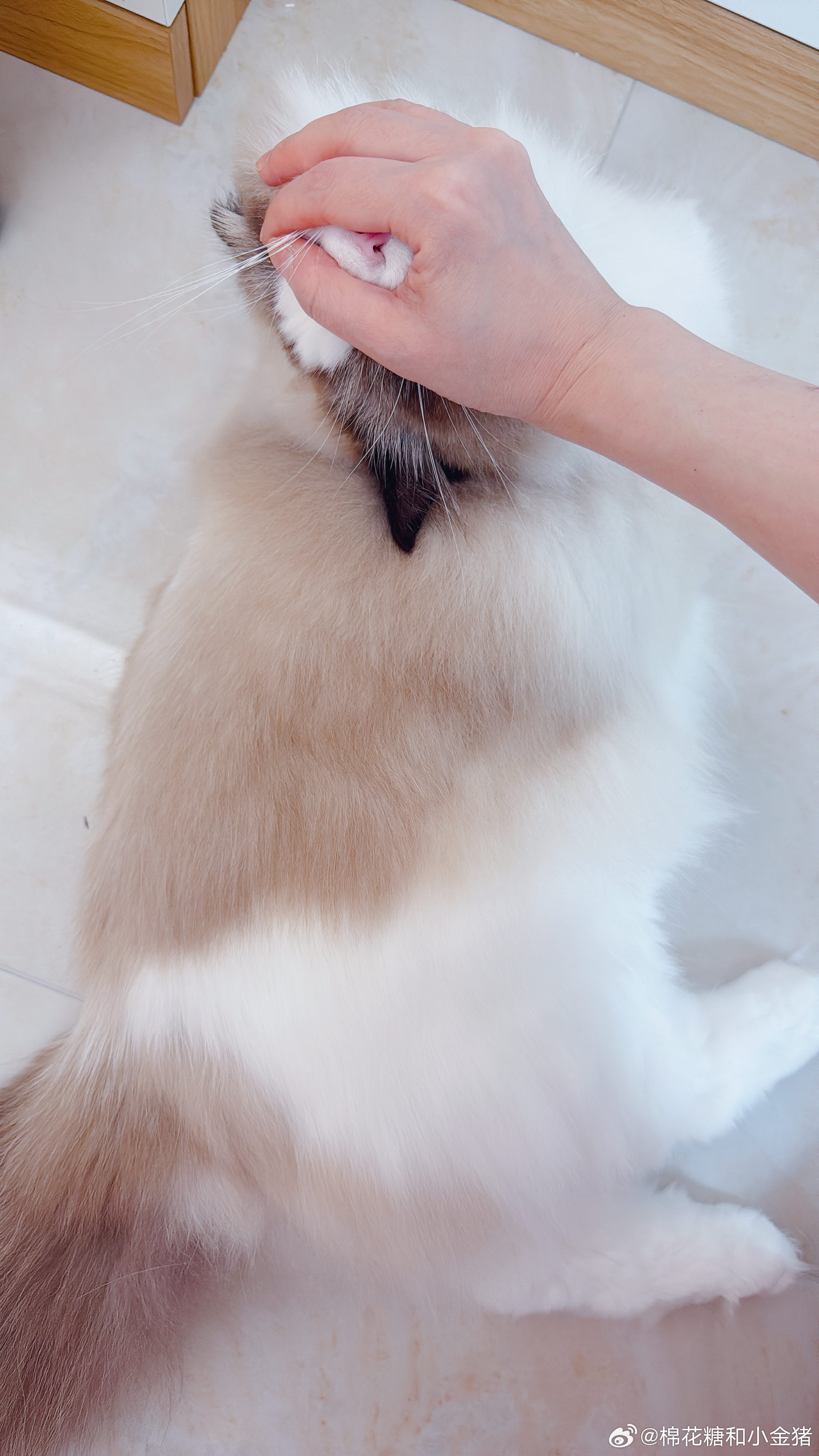 能不能给我一个养猪系统啊？系统不挣钱无限肉也行啊……又买了40斤肉，我要扛不住这