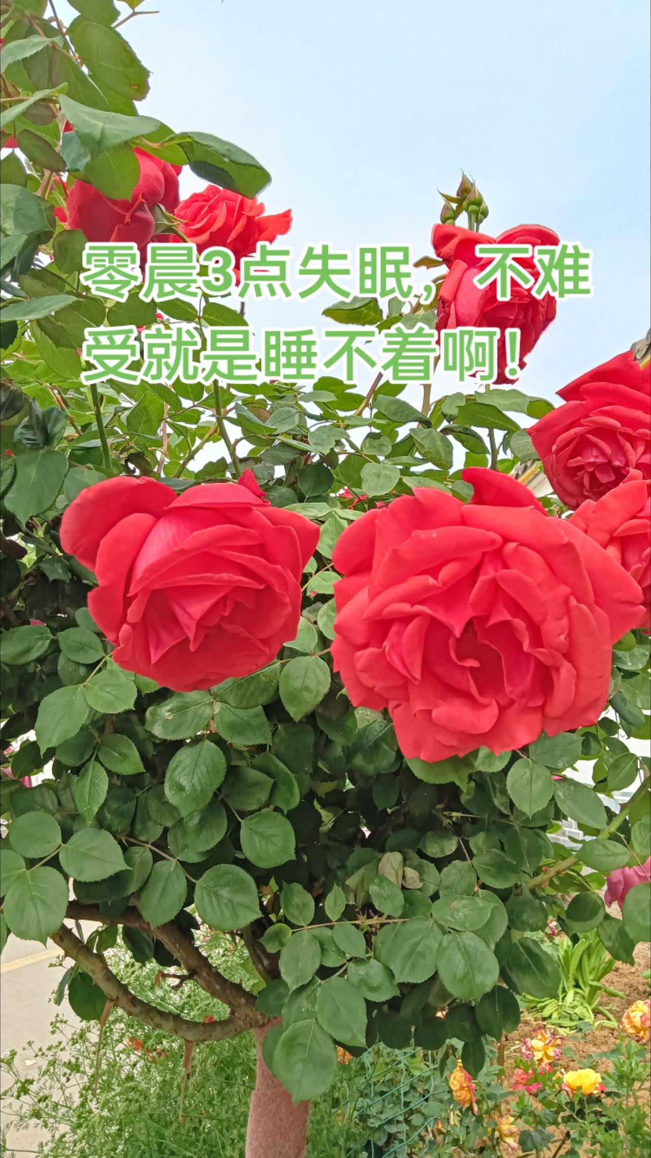 记录生活 爱生活爱养花