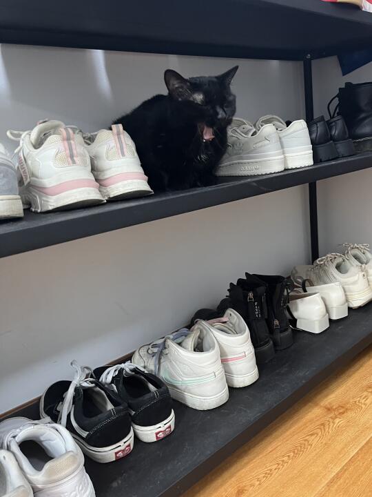 为了找猫嘬嘬嘬了半小时