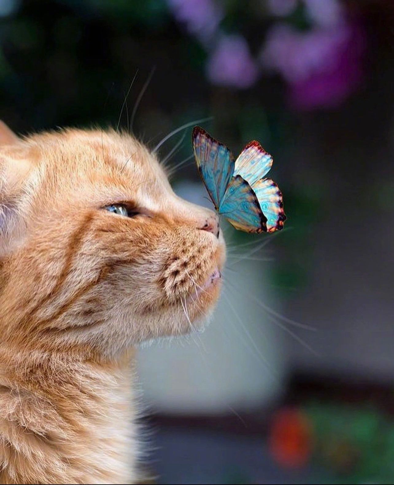 谢谢好运猫猫，好运向你飞来🦋！ 