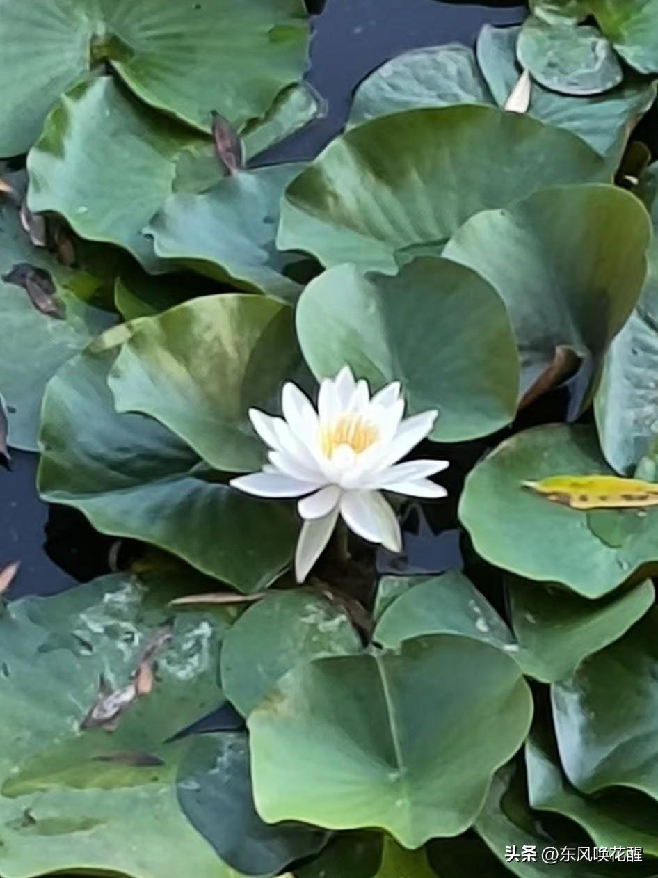 睡莲的花期很长，从五月份开花，到现在开的还特别旺。
人民公园的莲花池，大片的睡莲