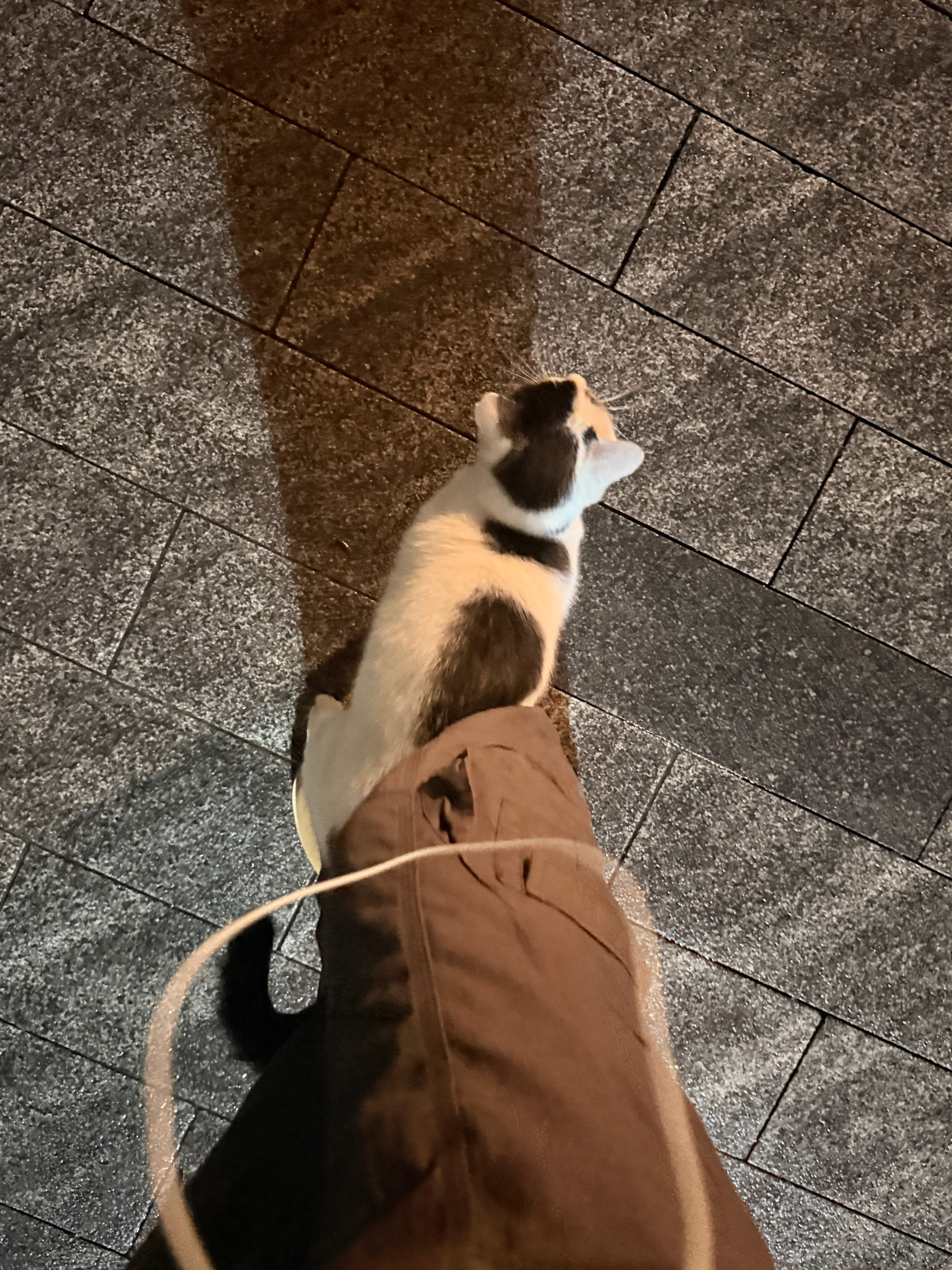 哦女士，你真可爱 ​​​