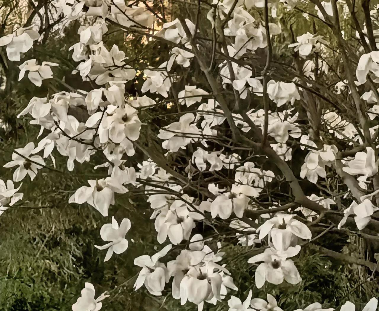 晒晒你镜头里的花草夜色中的白玉兰