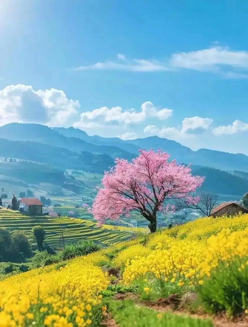 柳梢青 · 踏青三月三
      
景风拂面，踏青新店，风华尤见。绿叶含烟，紫