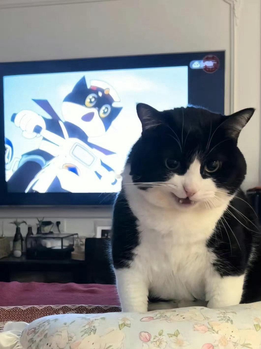 停留两秒，让正义小猫赶走你背后的小人 