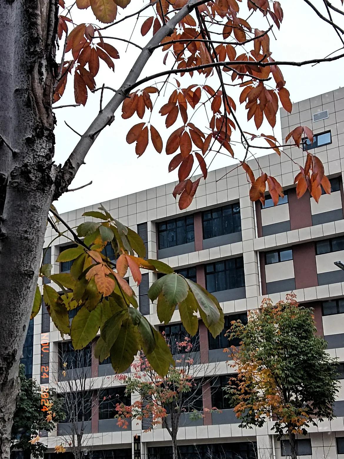 想出去溜达一圈又下雨了，而我又在想你了。
打开窗户一股寒流袭来外面下雨了，树叶落