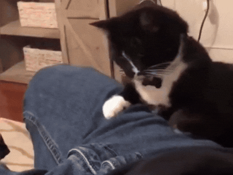 这猫主打的就是一个“边界感警察”！主人裆部但凡有一丝“异动”，它立刻爪起爪落：“