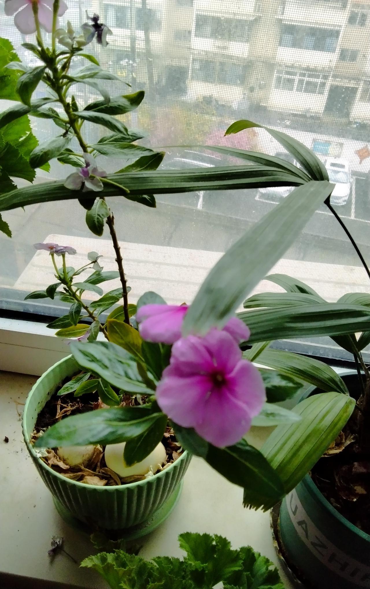 对联飞花令
出句：和春一见窗前笑（雪浪）