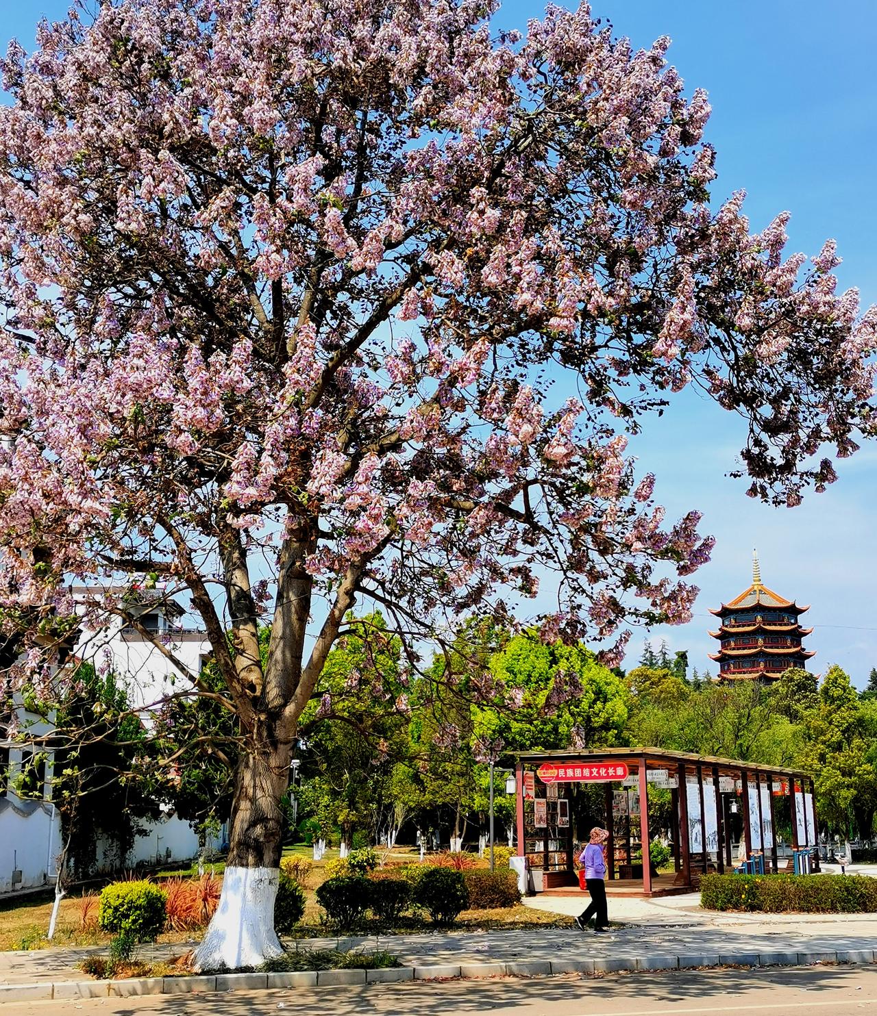 昆明的春天从来不是大家闺秀的奢华，而是小家碧玉的素美。
随便一个街角，你就会被昆