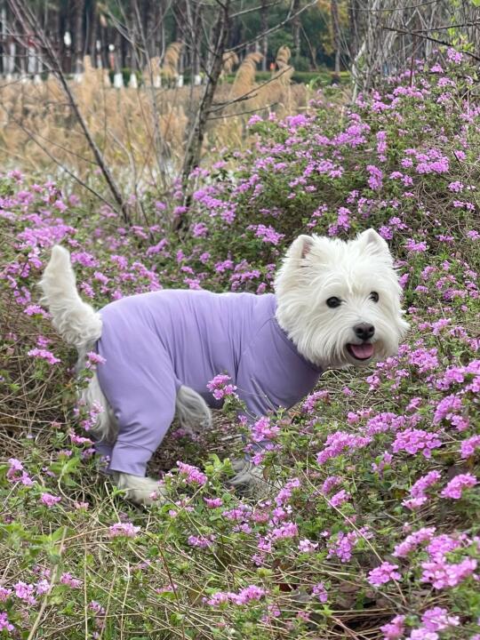 曼德瑞25年凉凉衣新色上身 变成紫色香肠咯