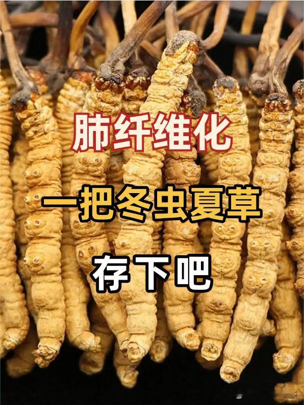 肺纤维化，你知道冬虫夏草吗？

肺纤维化是一种让人头疼的肺部疾病，它会让肺部组织