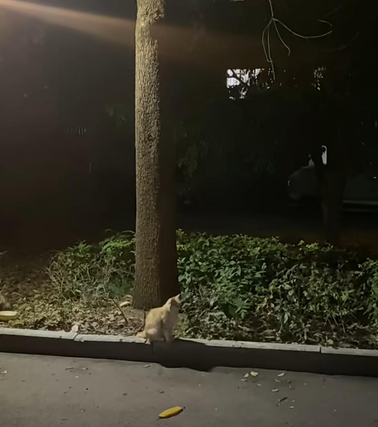 太心疼了…
孩子因为意外去世，离开了这个世界。住在小区的居民看到后，将小猫咪的尸